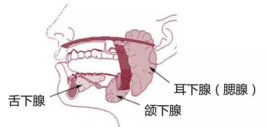 分泌唾液的主要腺体