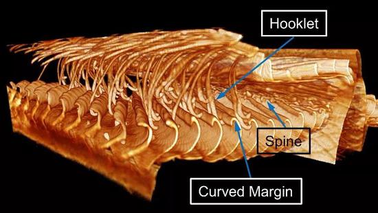 利用X射线显微镜观察并重构的羽毛的原位立体结构