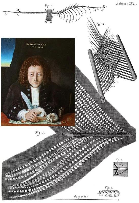  Hooke描绘的羽毛模型图