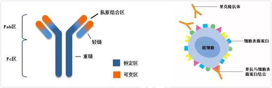 单抗上的可变区负责与癌细胞表面的HER2结合，而恒定区则负责引发大部分免疫反应，人源化单抗只保留鼠源抗体可变区直接与抗原接触的6段肽链（互补决定区，CDR）