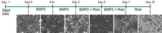 罗格列酮和BMP-2的诱导下，间充质样的肿瘤细胞逐渐转化为脂肪细胞