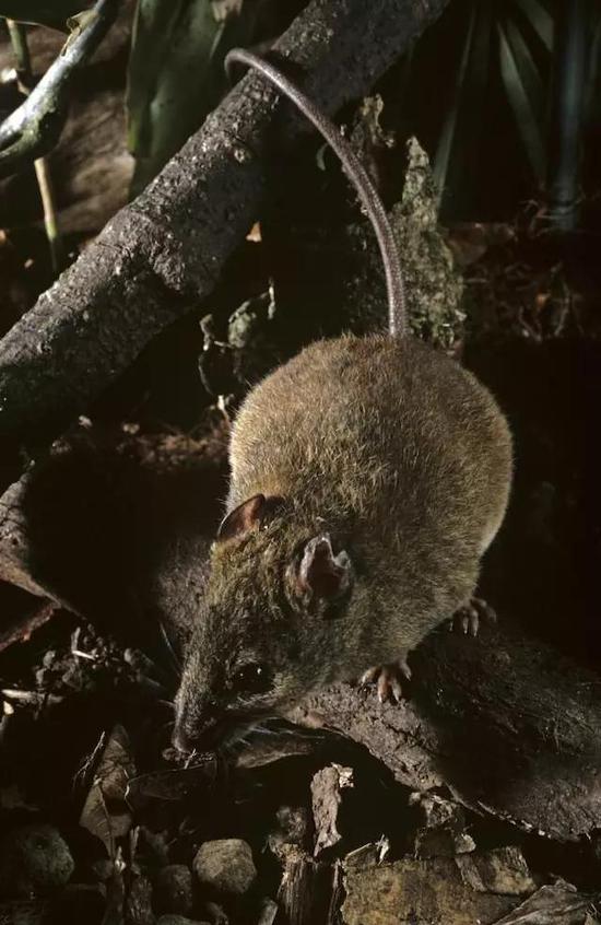这种裸尾鼠是大堡礁地区的独有物种。图片来源：Auscape/UIG via Getty Images