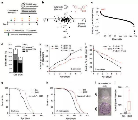 4，4‘-二甲氧基查耳酮延长酵母、线虫、果蝇和人体细胞的寿命　4，4‘-二甲氧基查耳酮（DMC）存在于明日叶（Angelica keiskei ，有人说明日叶就是秦始皇派徐福远渡重洋寻找的“长寿仙草”）的叶柄和叶中，依赖特定的GATA转录因子激活自噬，延缓衰老（Carmona-Gutierrez et al。， 2019）。
