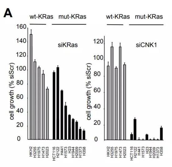 ▲针对带有KRAS突变的细胞系，抑制Cnk1可以显著抑制细胞生长（图片来源：参考资料[1]）