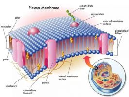 癌细胞竟利用皮脂脂肪酸合成细胞膜，完成增殖大业